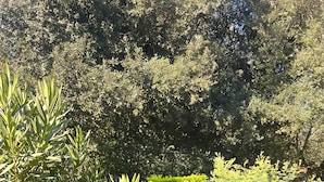 Un chemin de jardin avec une surface en pierre, bordé de différentes plantes et arbustes verts.