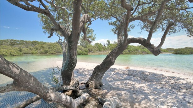 Ein Strand mit klarem türkisblauem Wasser, einem sandigen Ufer und einem großen Baum mit verdrehtem Stamm.