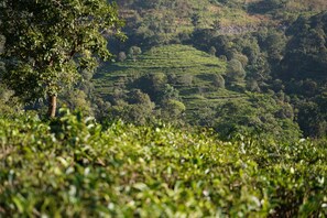 Vue depuis l’hébergement