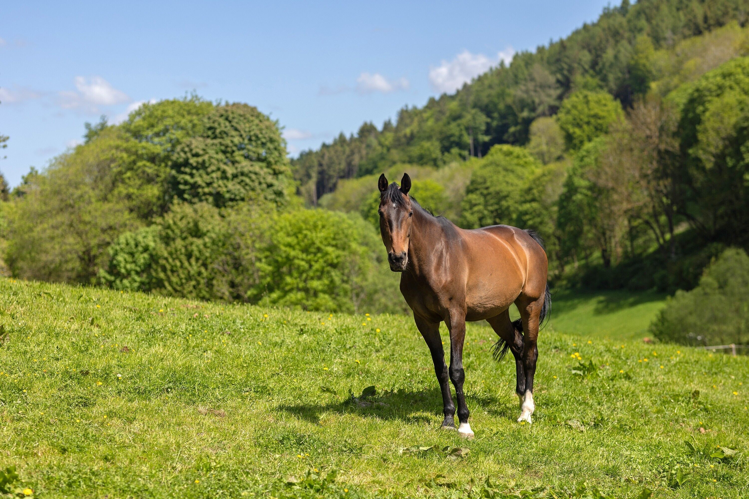 Um cavalo em um campo gramado com árvores ao fundo.