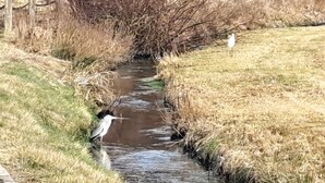 A narrow water channel with grass on either side and a bird standing in the water.