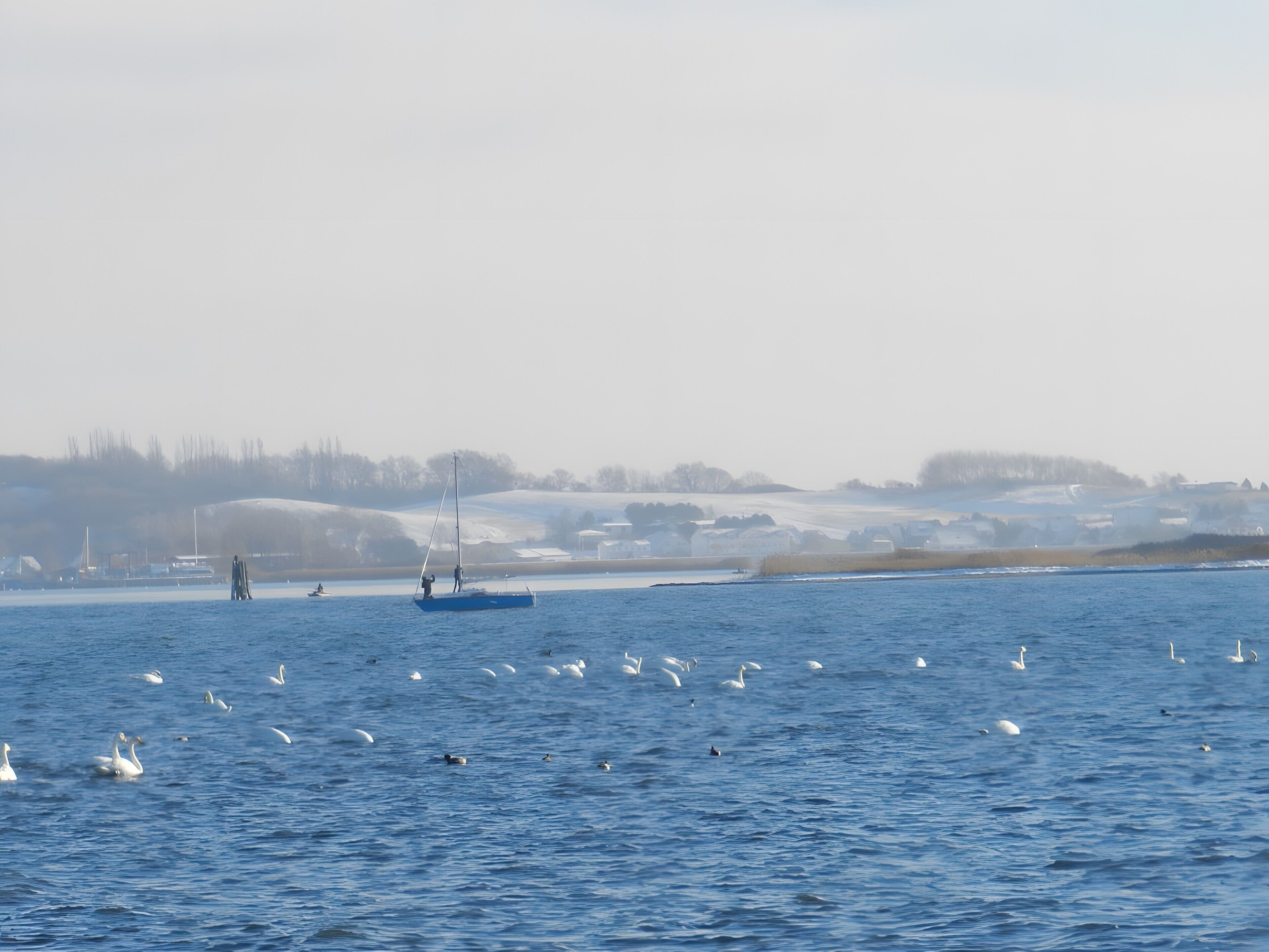 En vattenyta med en segelbåt och svanar.