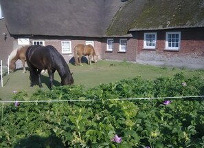 Un establo con caballos y un edificio de ladrillo con ventanas.