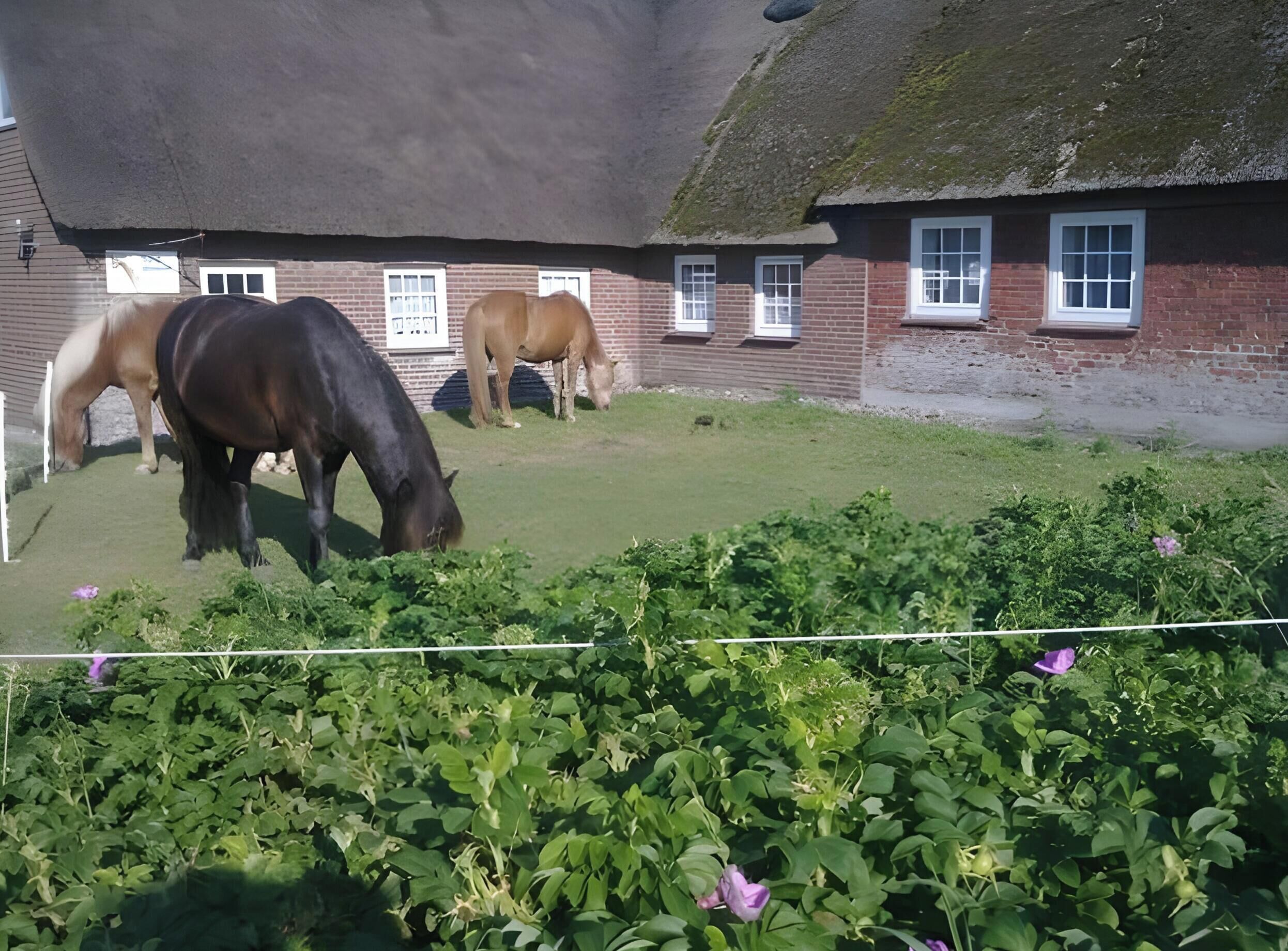 A stable with horses and a brick building with windows.