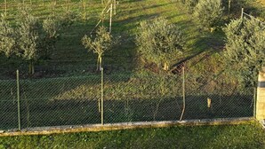 Een landelijk landschap met velden, een boom en op de achtergrond bergen.