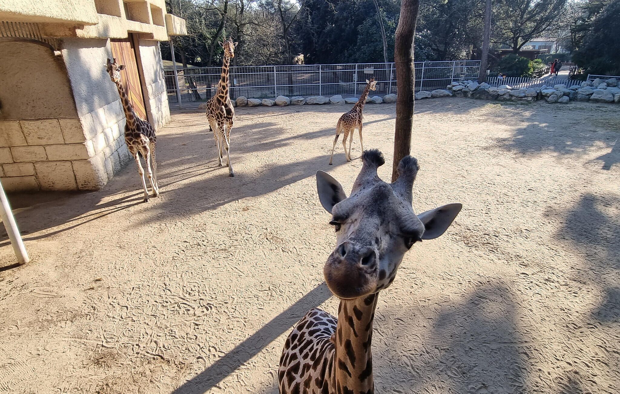 Un enclos pour girafes avec un sol sablonneux et un mur en pierre.