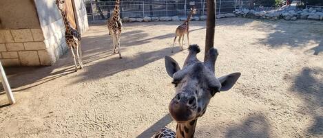 Un enclos pour girafes avec un sol sablonneux et un mur en pierre.