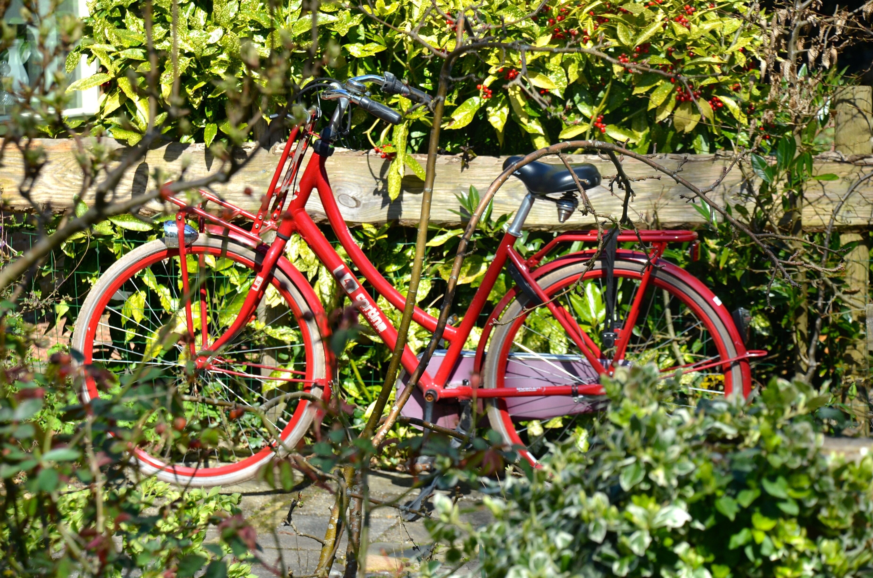 A red bicycle parked in front of a wooden fence with greenery in the background.
