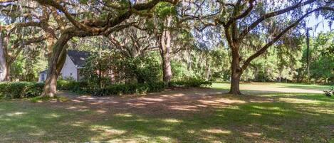 A large tree with a thick trunk and sprawling branches, a grassy area with a path, and a house partially obscured by trees.