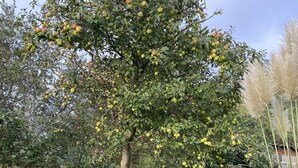 A tree with apples, a wooden bench, and a grassy area. - Opas Hus auf Pellworm (Pellworm)
