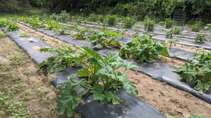 Un jardín con hileras de plantas creciendo sobre mantillo de plástico negro.