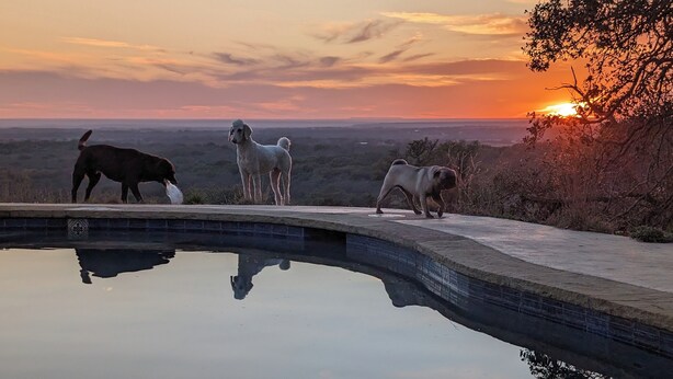 Una piscina con tres perros cerca del borde, rodeada por un paisaje con un atardecer de fondo.