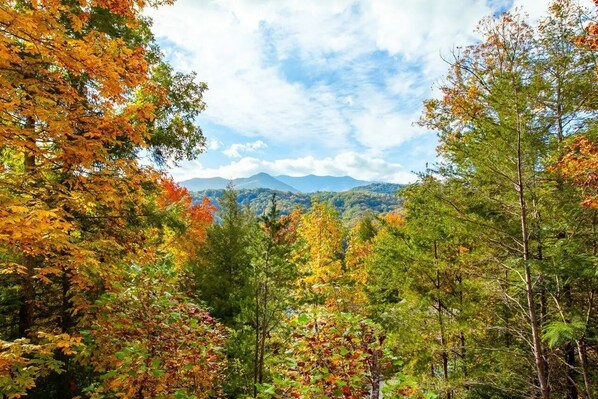 A forested area with a mountain in the background.