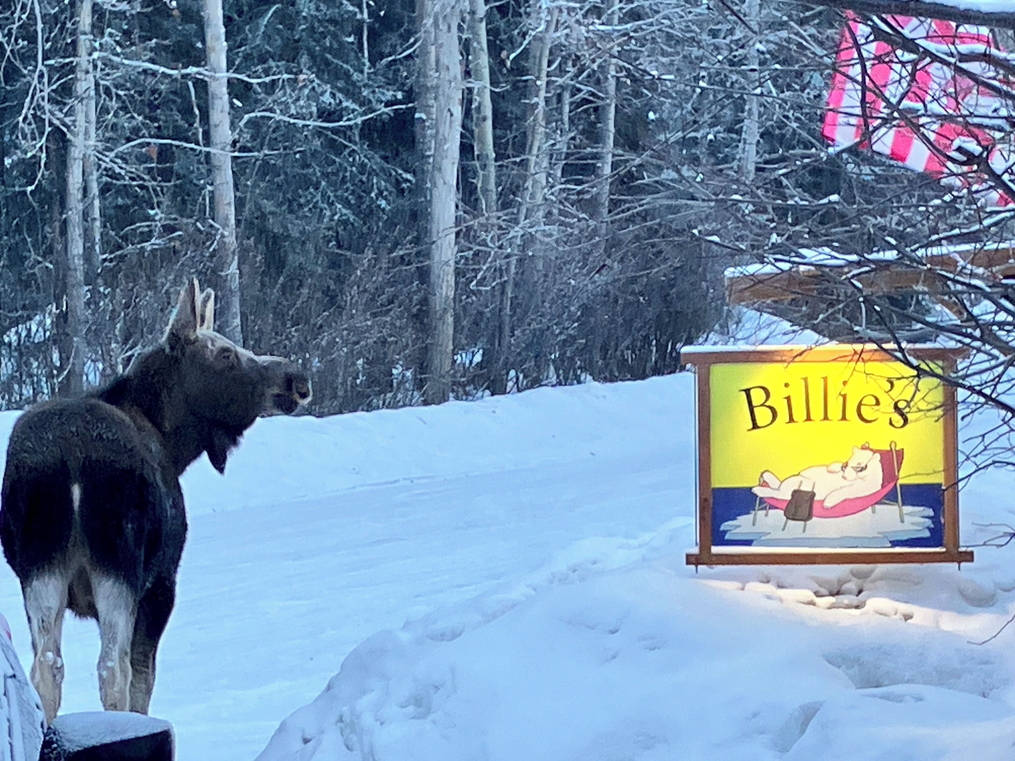 Un paysage enneigé avec une statue d’un orignal et une enseigne indiquant « Billie’s ».