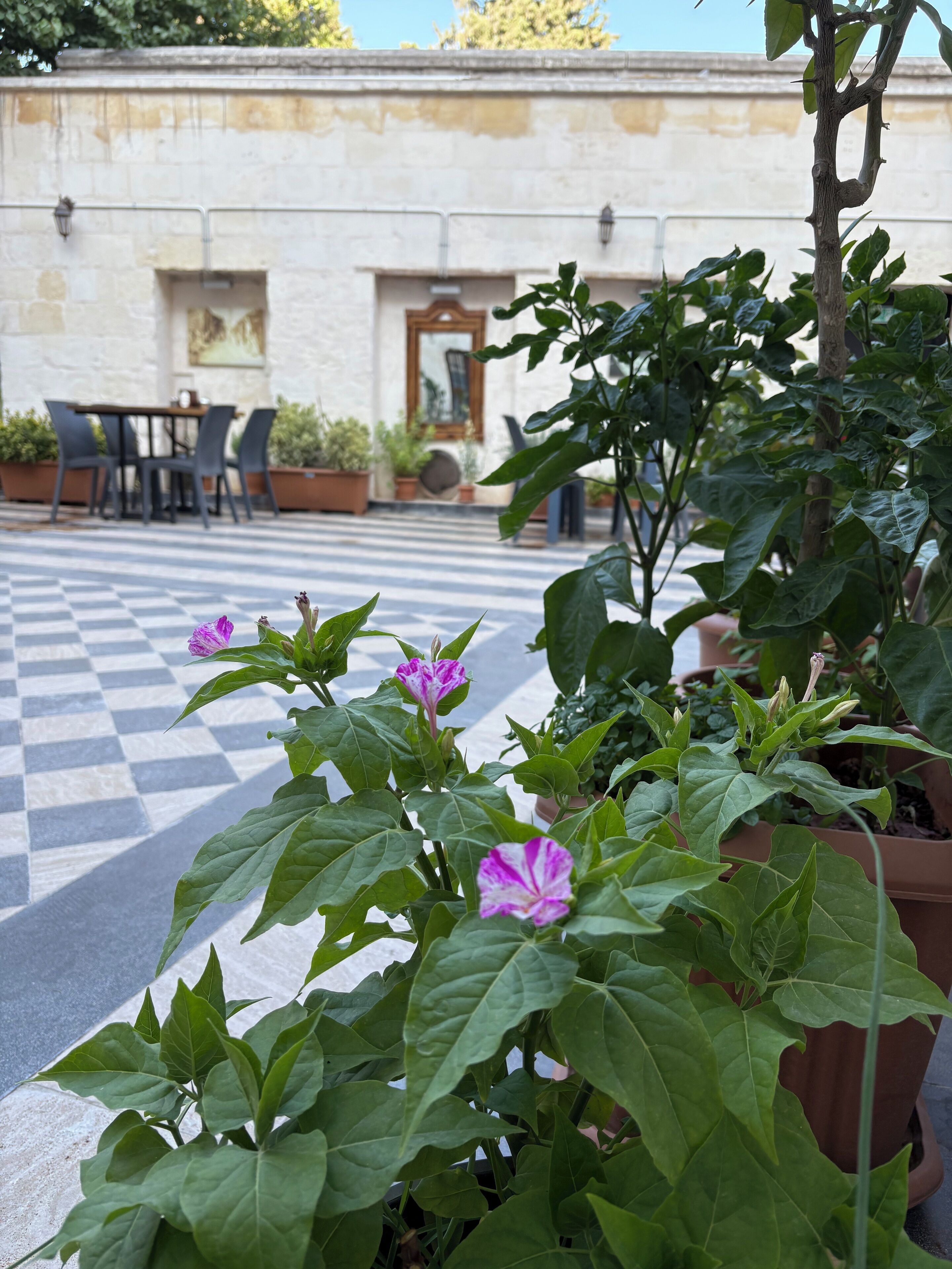 Une terrasse extérieure à carreaux, agrémentée de plantes en pot, avec un bâtiment en arrière-plan.