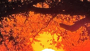 A sunset with a bright sun partially obscured by tree branches. - Take a break in nature (Georgetown)