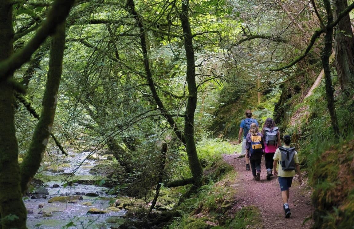 A forest path with hikers.