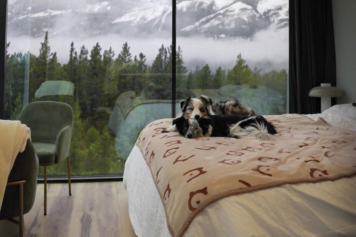 Ein Schlafzimmer mit großem Fenster, einem Bett, einem Sessel und einem Hund.