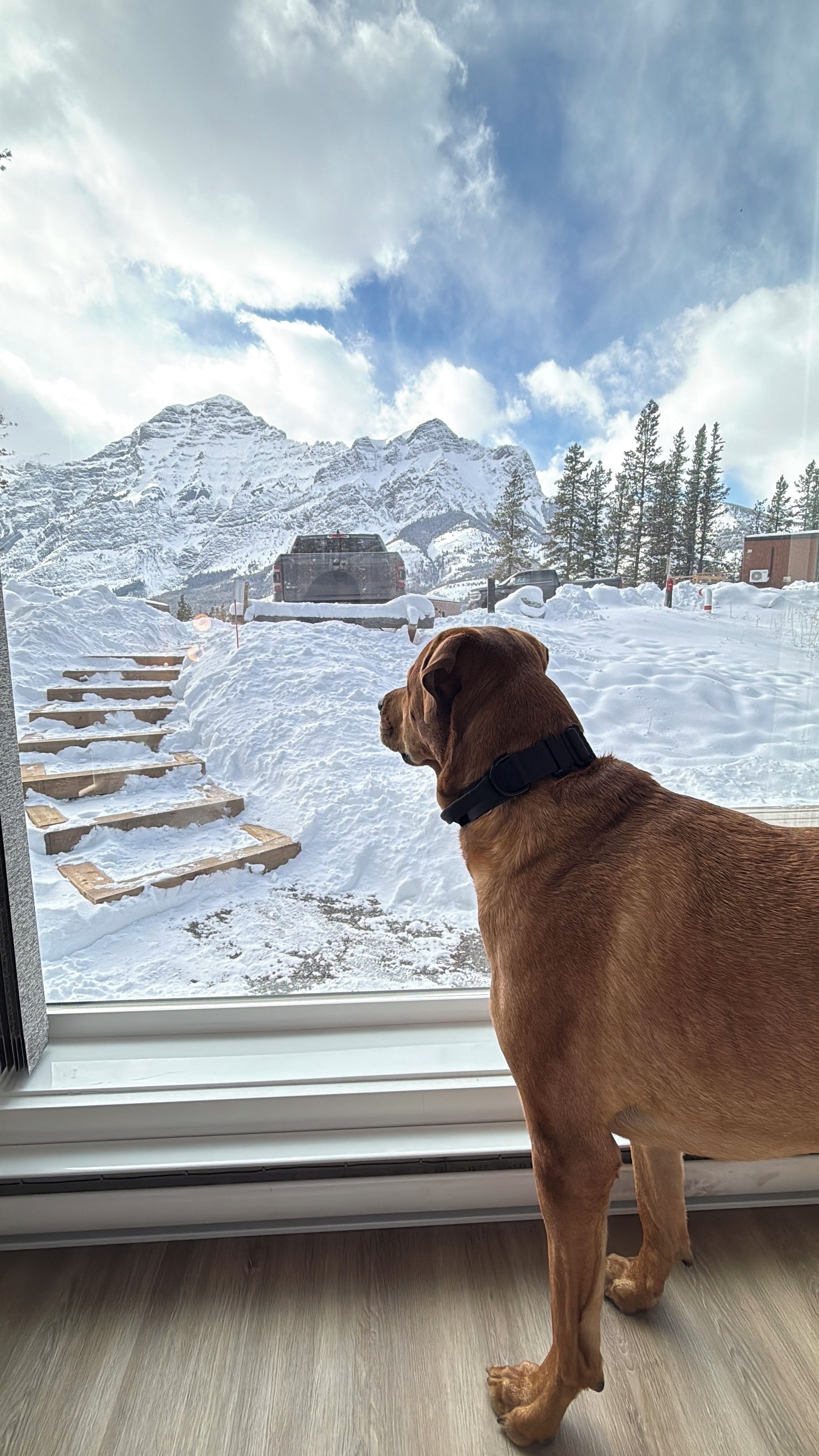 Un chien regarde par la fenêtre un paysage montagneux enneigé.