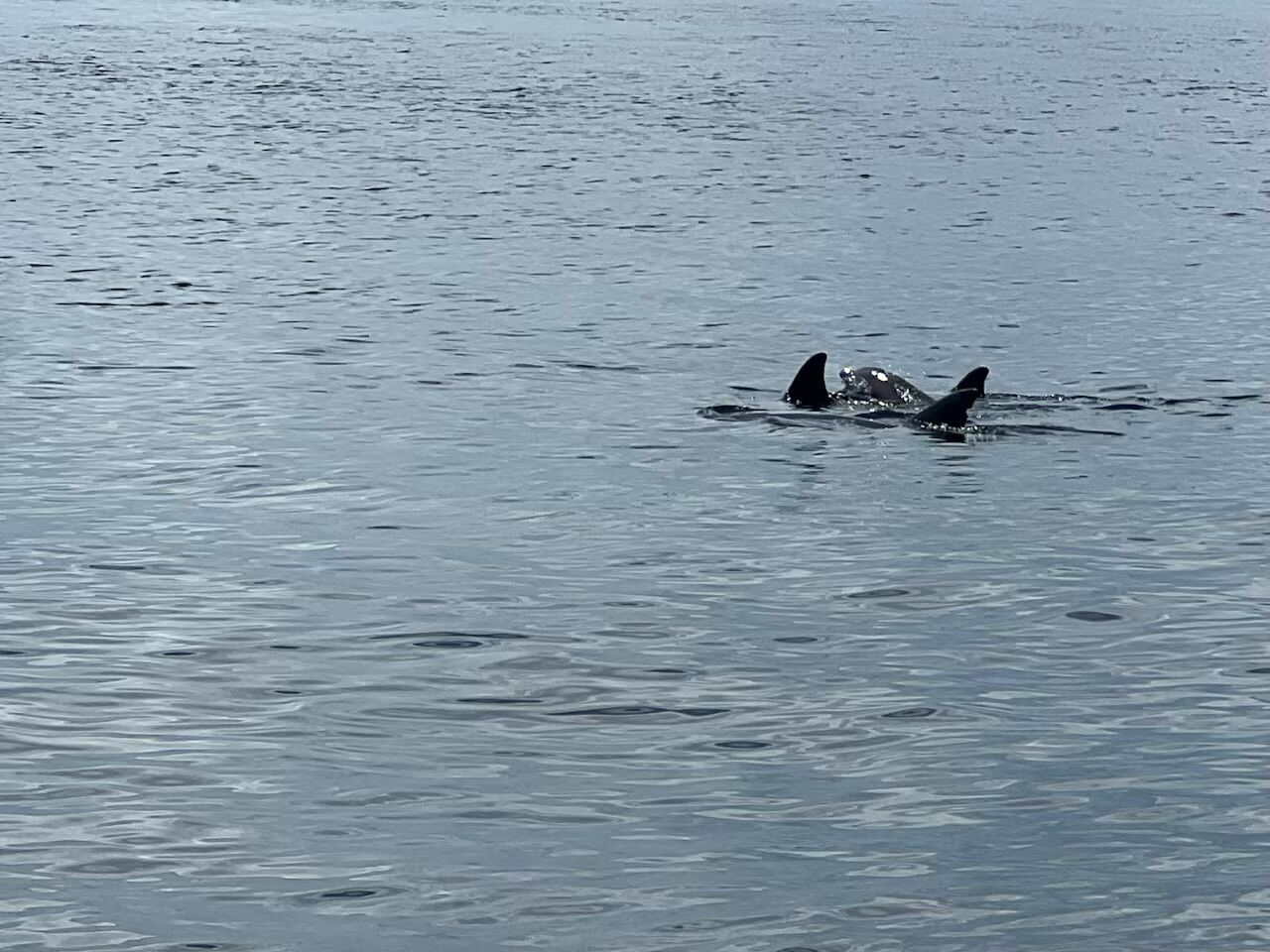 A calm body of water with two dolphins swimming.