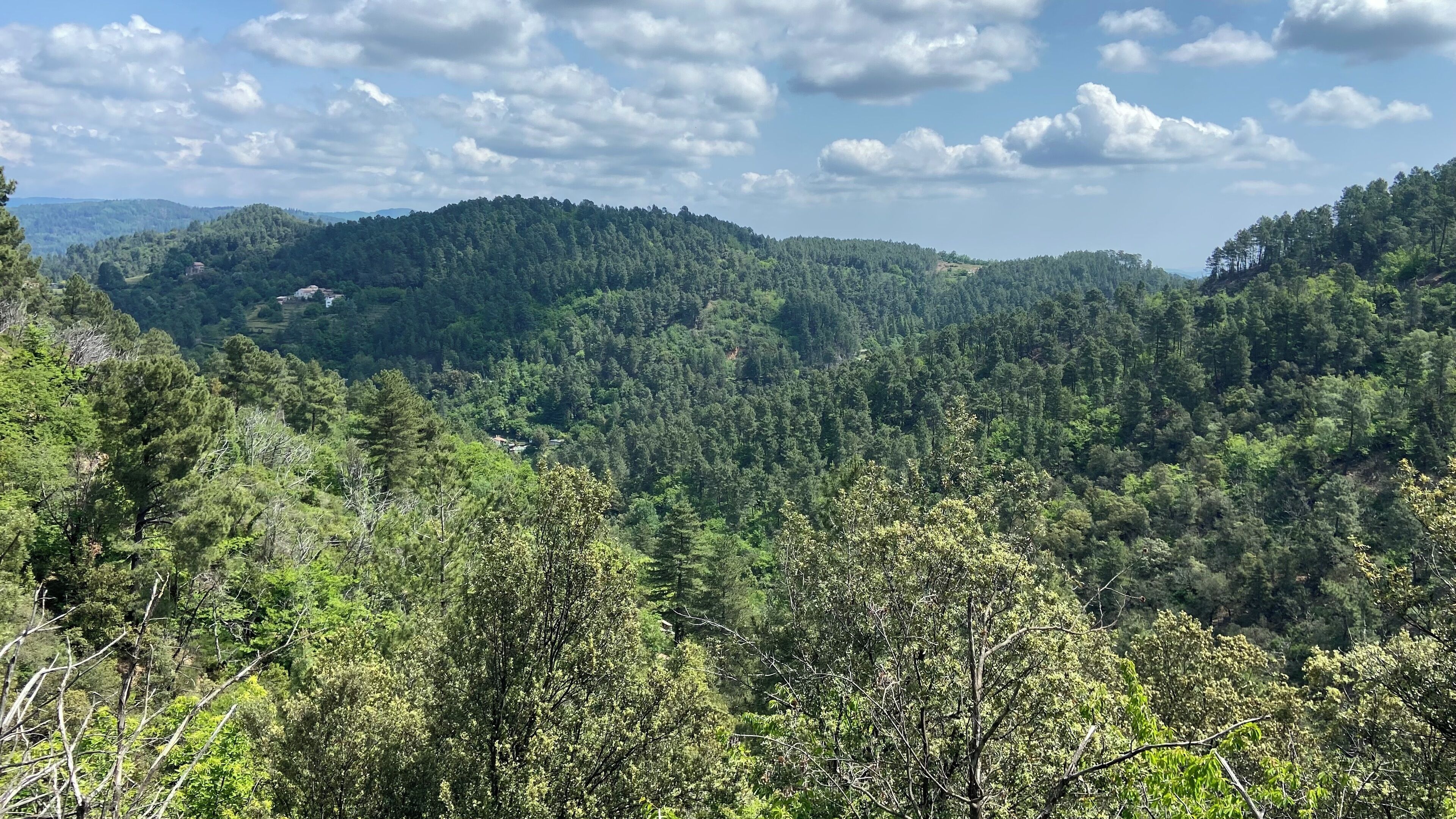 Un paisaje boscoso con colinas onduladas y un cielo despejado.
