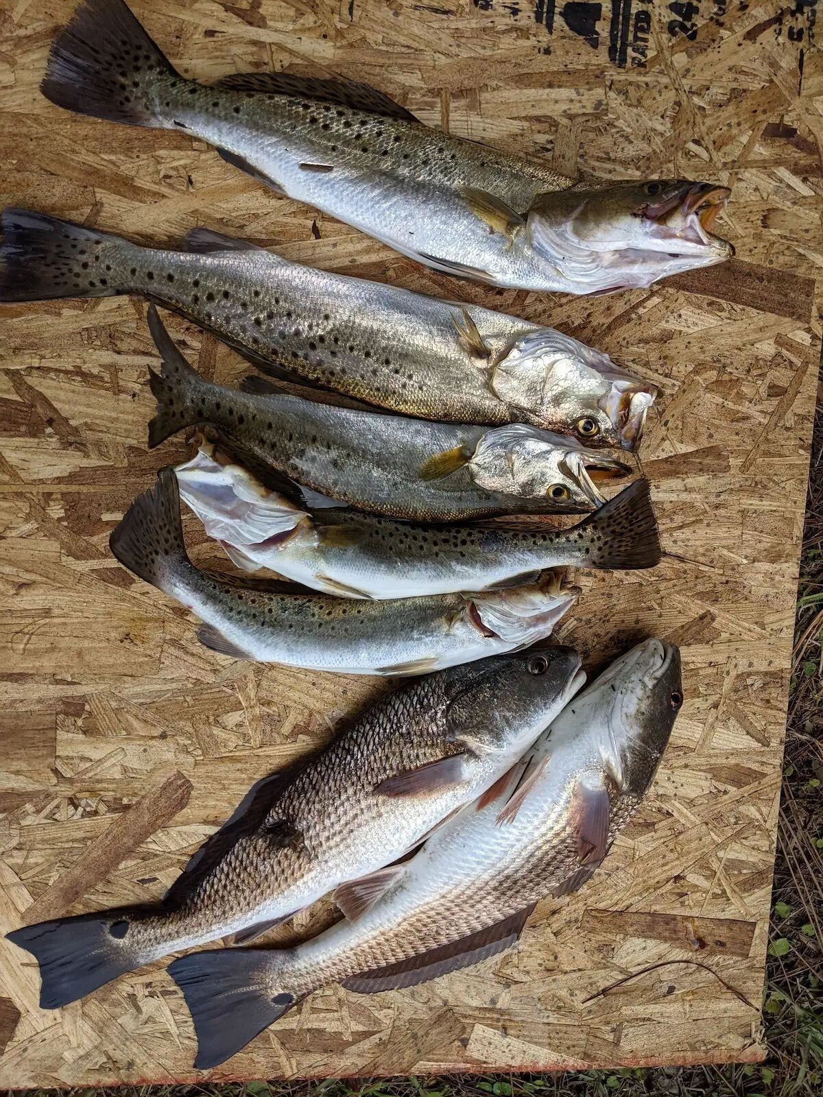 En træoverflade med flere fisk udlagt på den.