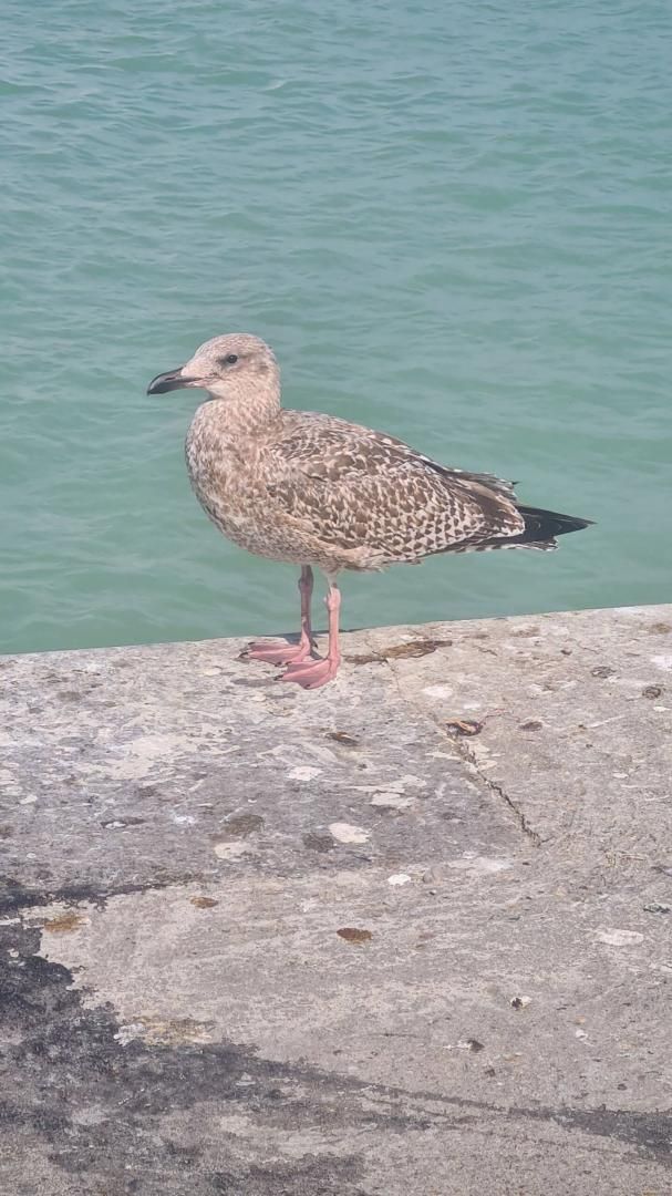 Un oiseau perché sur une surface en béton, près d’une étendue d’eau.