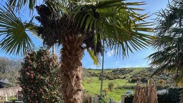 Une terrasse avec des meubles en osier et un palmier.