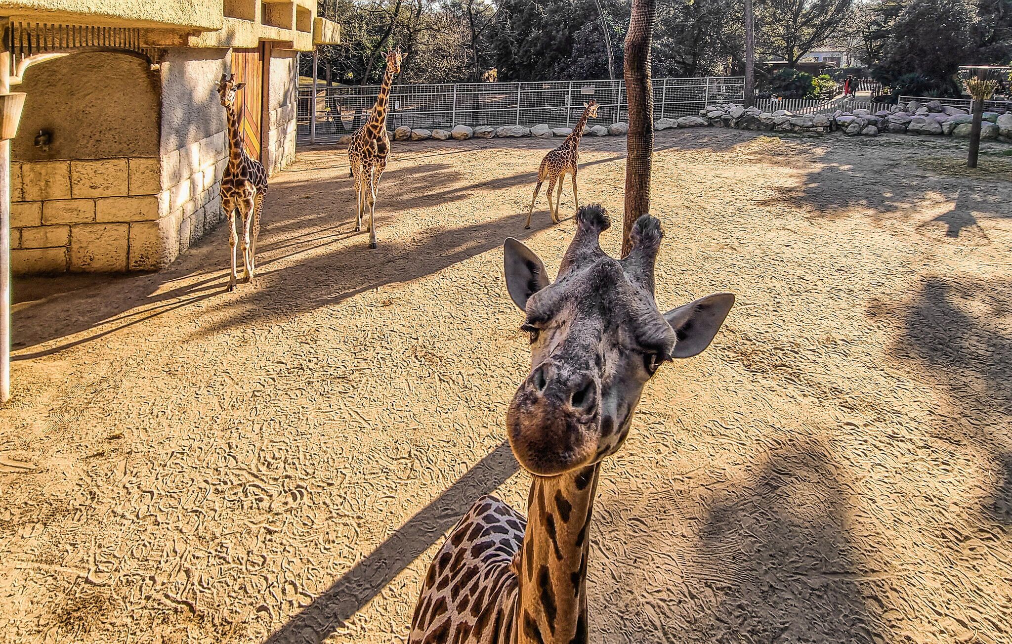 A giraffe enclosure with a sandy ground and a stone wall.