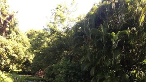 A pond with lily pads and water lilies surrounded by lush greenery and trees. - 2-bedroom villa with WiFi, AC in St. Lucia-Beach, Falls,Pitons, Mud Bath (Laborie)
