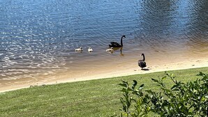 A lake with ducks and a black swan on the shore.