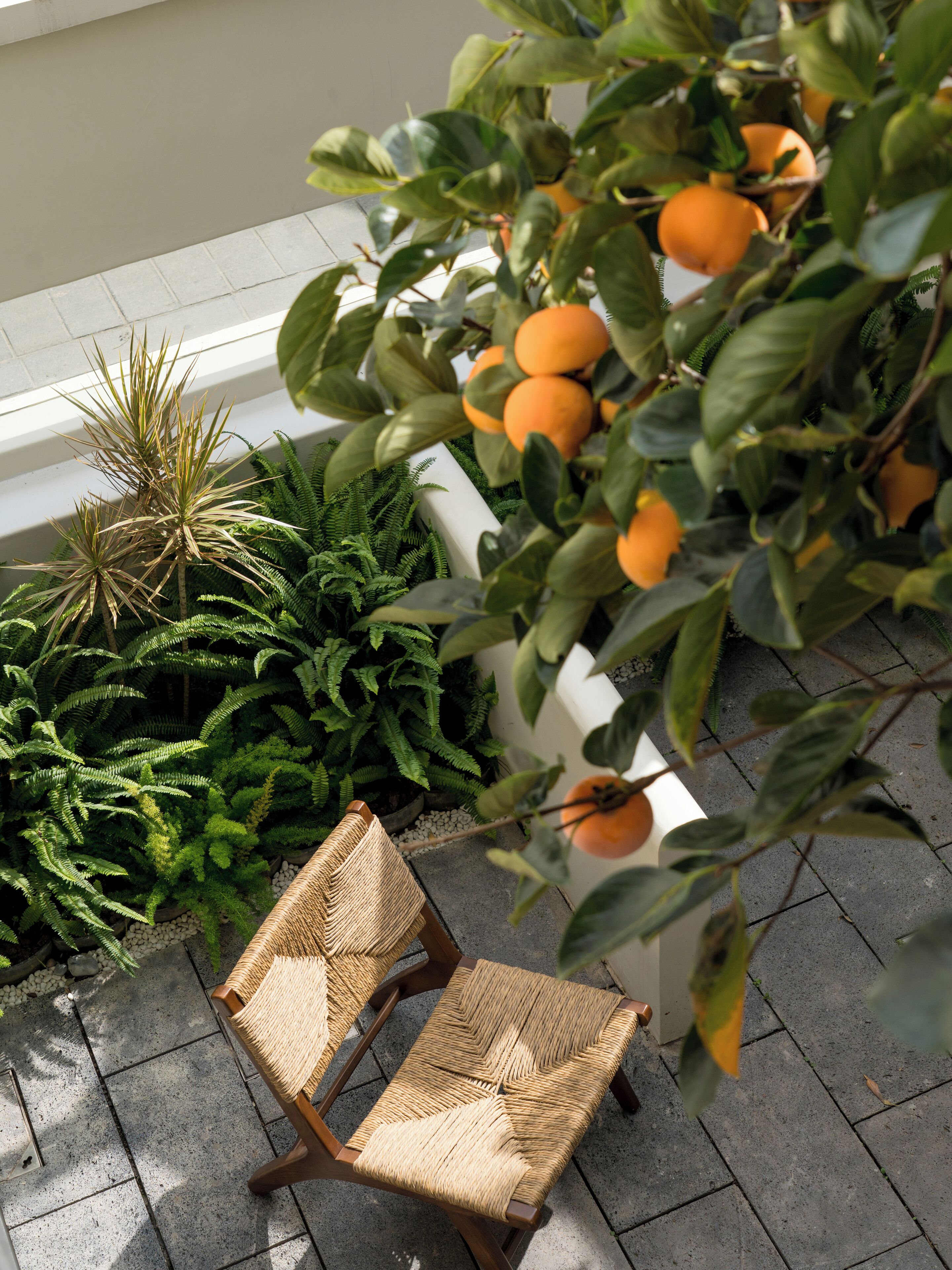 Une chaise en osier, un pot de fleurs avec des feuilles vertes et un jardinière contenant des fruits oranges.