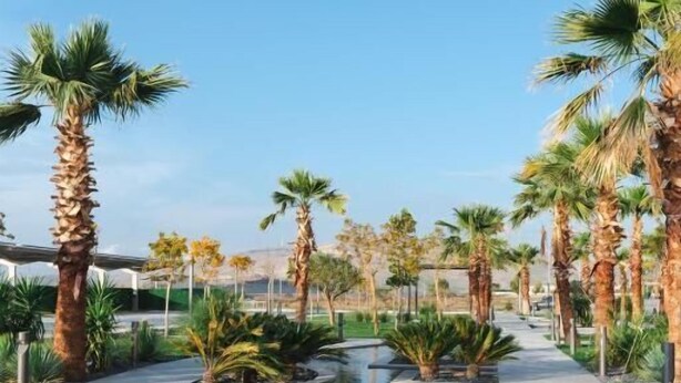 Una piscina rodeada de palmeras y follaje, con un cielo despejado al fondo.