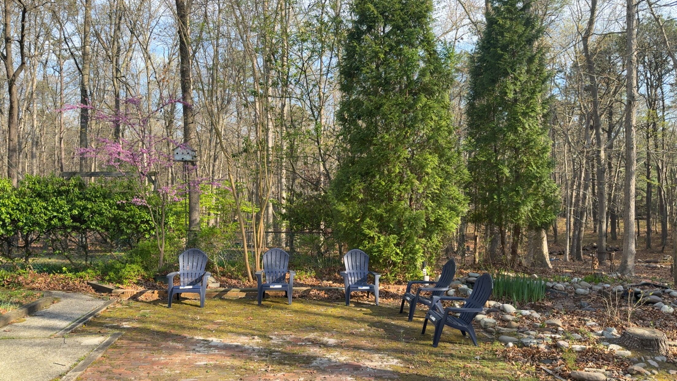 A forested area with a seating arrangement of five Adirondack chairs.