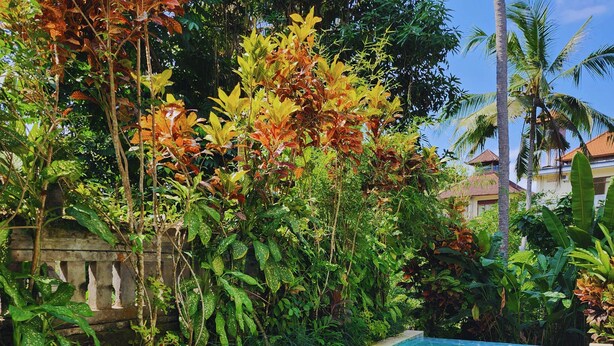 Piscina rodeada por vegetação tropical exuberante e um muro de pedra.