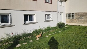 En bygning med mange vinduer, en stenvæg og en græsplæne med en kat.