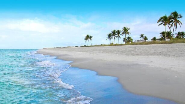 A beach with clear blue water, a sandy shore, and palm trees.