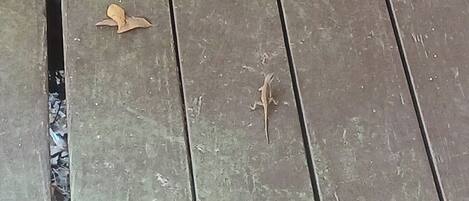 Une surface en bois présentant des fissures apparentes et sur laquelle se trouve un lézard.