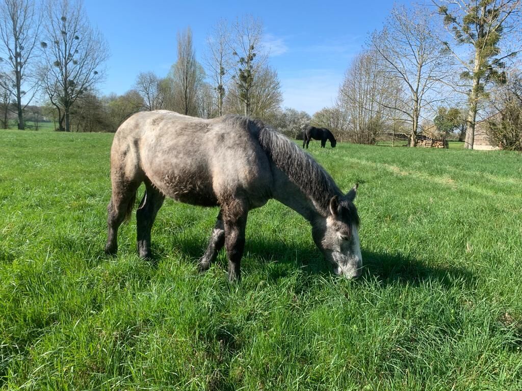 Um cavalo pastando em um campo gramado com árvores ao fundo.