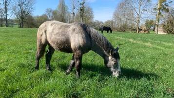 Um cavalo pastando em um campo gramado com árvores ao fundo.