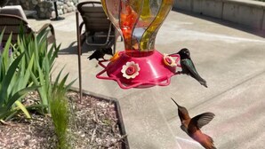 A bird feeder with flowers and a hummingbird in flight. - Incredible Views - Orr Springs Rendezvous! (Ukiah)