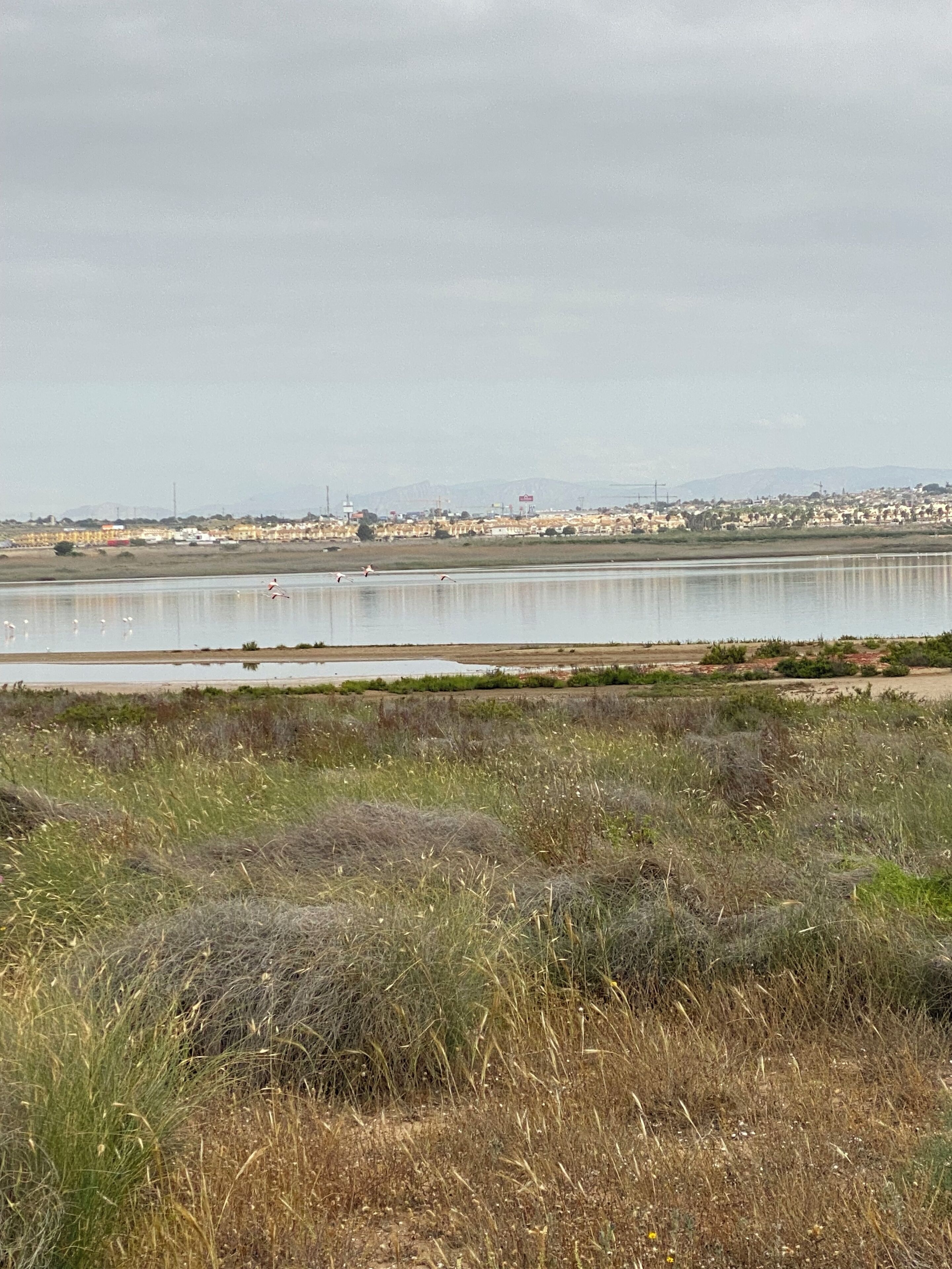 A view of a lake with a distant cityscape, overgrown grass in the foreground, and a cloudy sky.