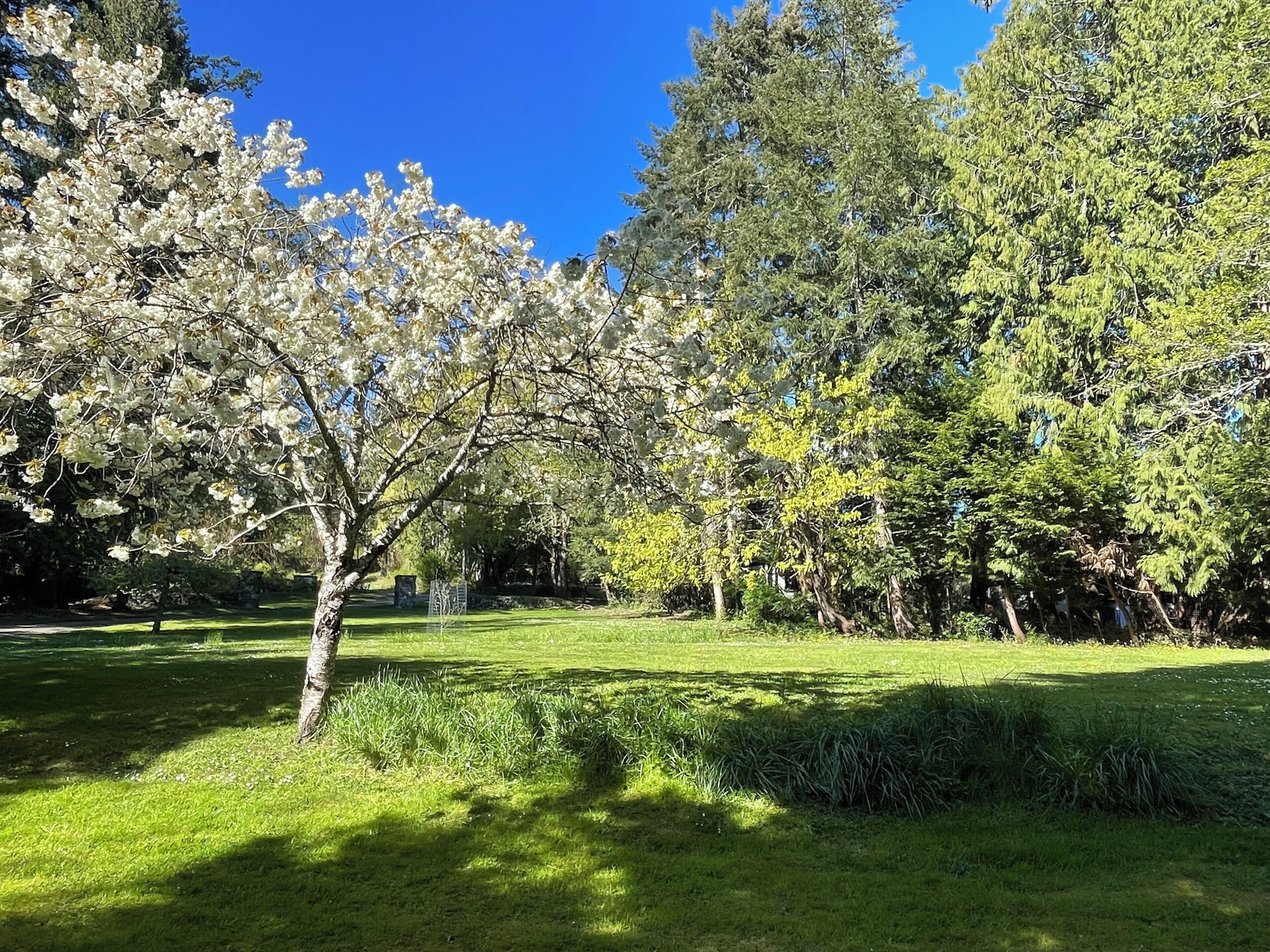 Un parc où l’on trouve une grande variété d’arbres, dont un arbre à fleurs blanches particulièrement remarquable et un feuillage vert et dense.