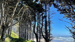 Un sendero costero serpentea hacia una playa, bordeado de altos árboles y con una vista despejada del océano.