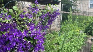 Un jardín con flores moradas y un muro de ladrillo.
