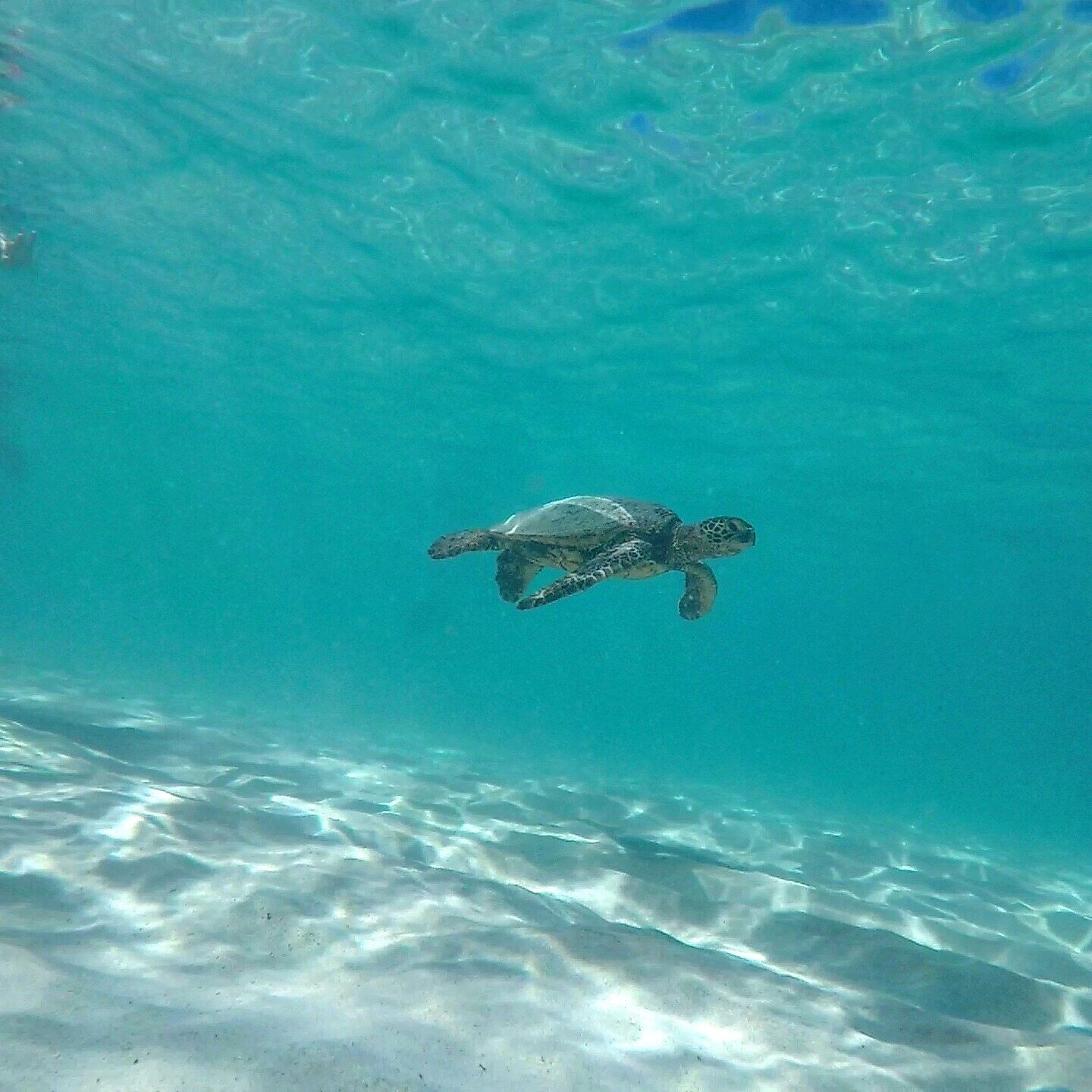 A turtle swimming underwater.