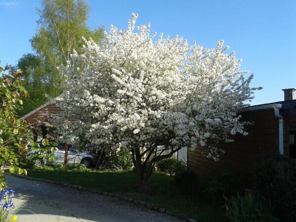 A tree with white blossoms in front of a building.