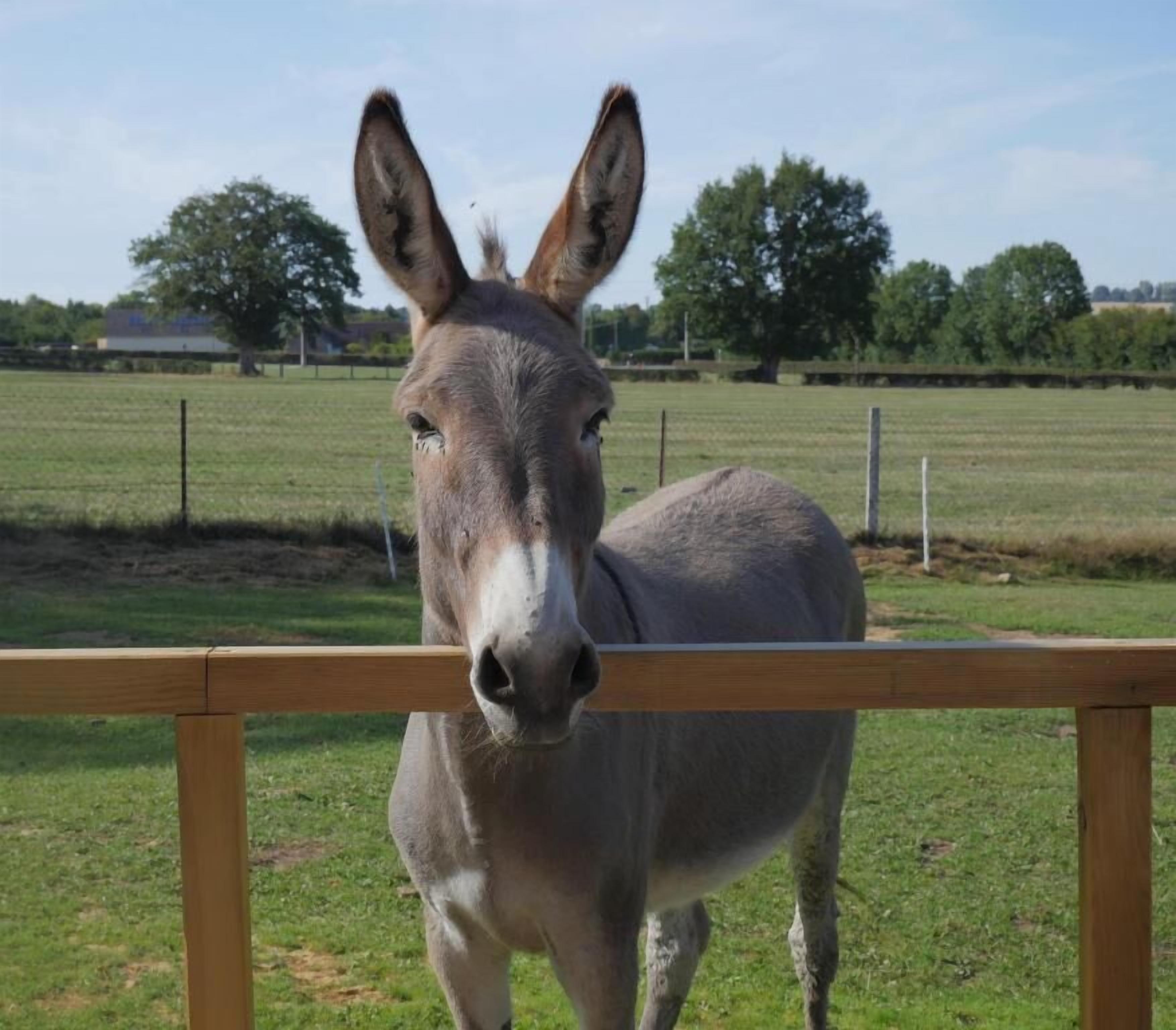 A donkey standing behind a wooden fence in a grassy field with trees and a building in the background.