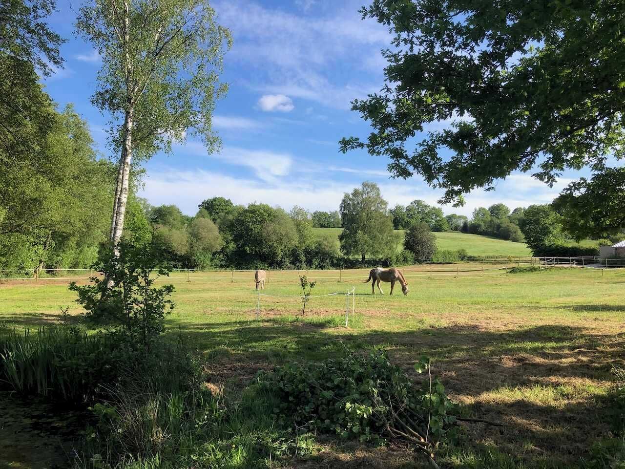 A rural landscape with a fenced field, trees, and a clear sky.