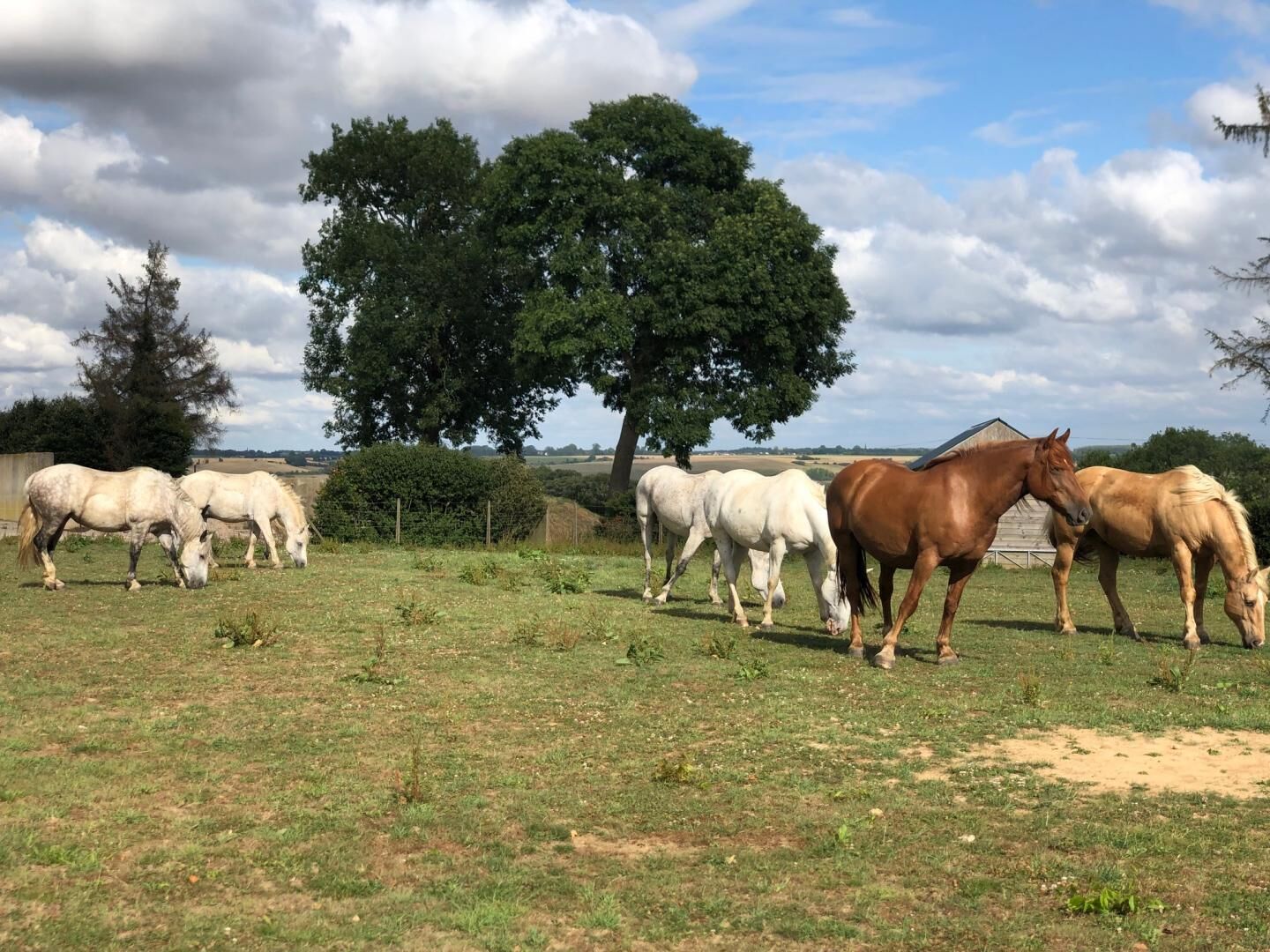 A group of horses grazing in a grassy field with trees and a barn in the background.